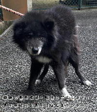 2026年2月10日に長南町で収容した犬の写真