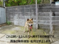 2026年7月16日市原市犬成