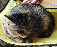 夷隅保健所飼い主募集猫情報.管理番号250425-1