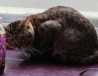 夷隅保健所飼い主募集猫情報.管理番号250425-2