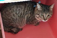 夷隅保健所飼い主募集猫情報.管理番号250425-3