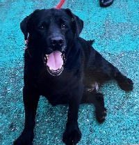 夷隅保健所飼い主募集犬情報.管理番号飼い主募集犬250430