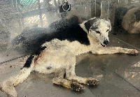 夷隅保健所収容犬情報.管理番号200514-1