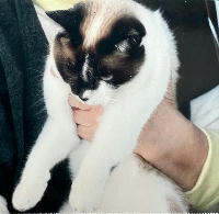 夷隅保健所迷子猫情報.整理番号mc231018-1