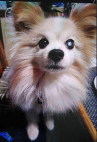 夷隅保健所迷子犬情報整理番号.迷子犬231002-1
