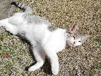no-data i2-256sam