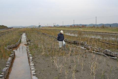 ヨシ植付け直後