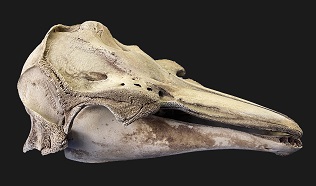 鯨類頭骨