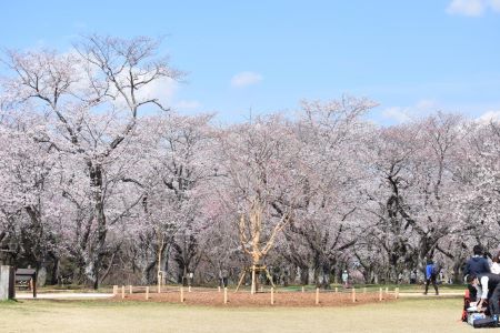 Akebonoyamakoen Sakura