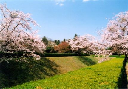 Sakurajosikoen Sakura