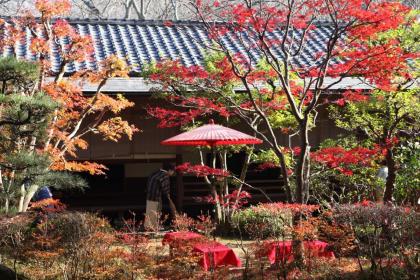 sakura castle park tea house
