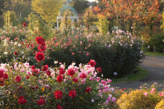 Keisei Rose Garden
