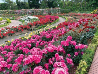 Yatsu Rose Garden
