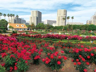 Yatsu Rose Garden