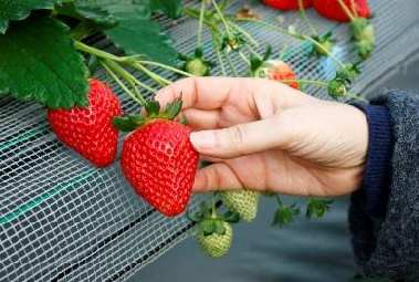 Strawberry Picking