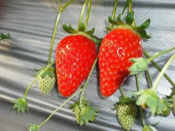 Strawberry Picking