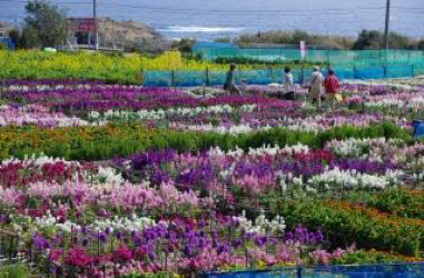 Flower Fields in Chikuracho 1