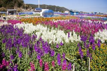 Flower Fields in Chikuracho 2