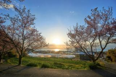 Gancho-zakura Cherry Blossoms Hokoen