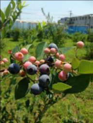 A view of some of the blueberries