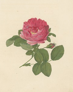 Die Rosen, nach der Natur gezeichnet und colorirt