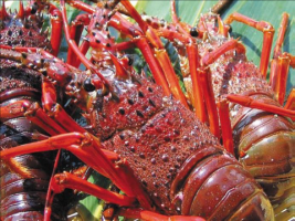 A view of some lobsters