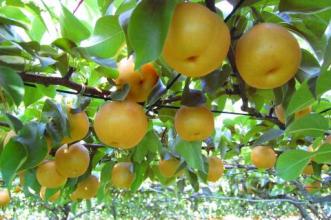 Chiba's Pears