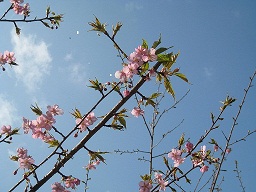 河津桜