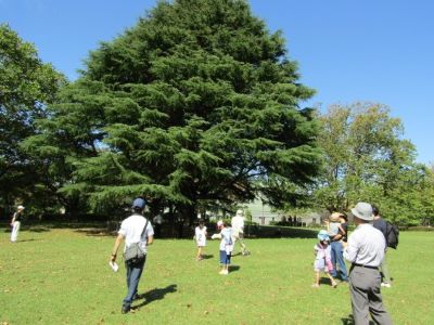 樹木で遊ぼう