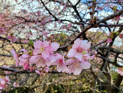 河津桜