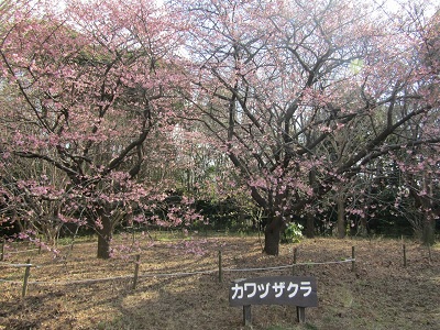 中央広場７分咲きのカワヅザクラ