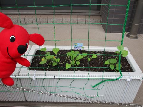 植えてから約1週間後のアサガオ