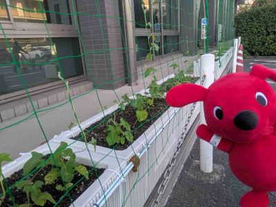 チーバくんとアサガオ