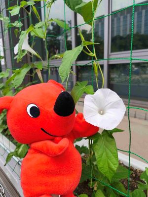 チーバくんとアサガオ