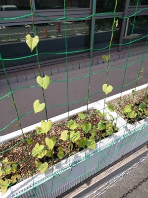 少し伸びてきたアサガオ