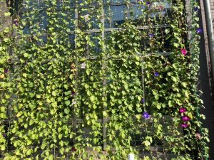 みどりのカーテン