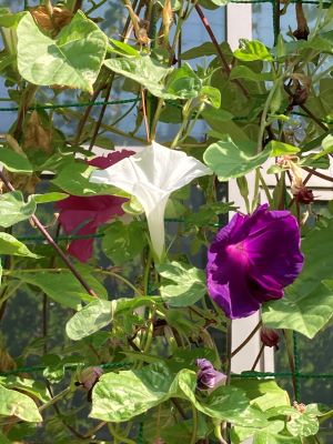 赤紫と青紫と白のアサガオ