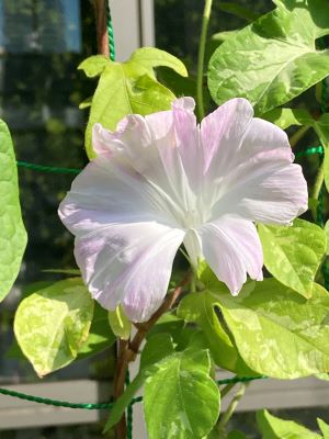 薄紅色のアサガオ