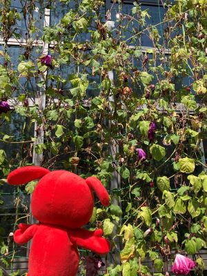 緑のカーテンとチーバくん