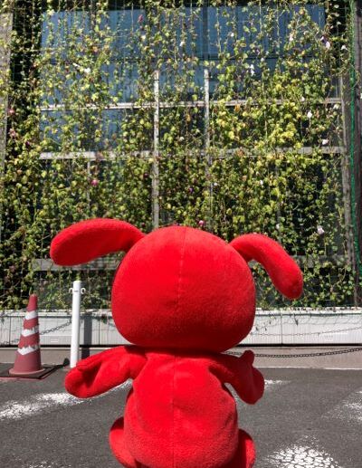 緑のカーテンを見守るチーバくん