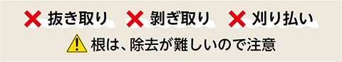 ×抜き取り ×剝ぎ取り ×刈り払い 根は、除去が難しいので注意
