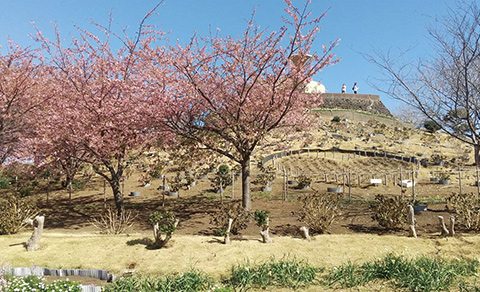 地球の丸く見える丘展望館の桜の写真