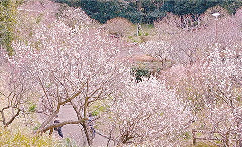 城山公園の梅の写真