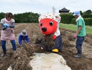 ボッチ積み作業