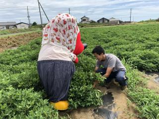 落花生の収穫を教わる