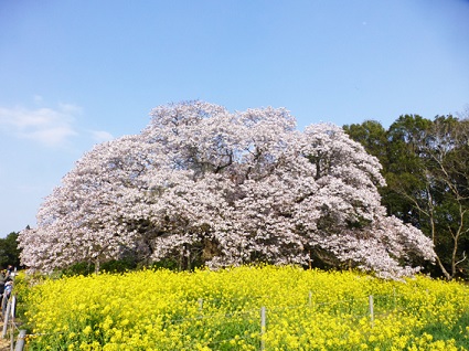 吉高の大桜