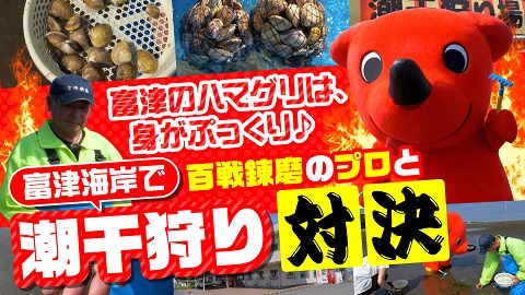 【潜入！チーバくん！】富津のハマグリは、身がぷっくり♪富津海岸で百戦錬磨のプロと潮干狩り対決！