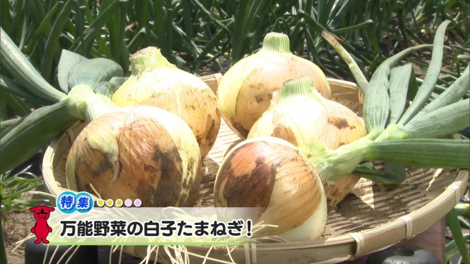 令和7年5月10日放送分(特集)「万能野菜の白子たまねぎ！」／ウィークリー千葉県
