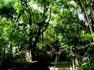 浅間神社の極相林