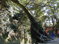笠森寺自然林